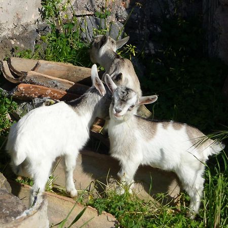 Agriturismo Biologico Corte Aragonese Santa Maria di Licodia Ngoại thất bức ảnh